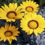 Treasure Flower